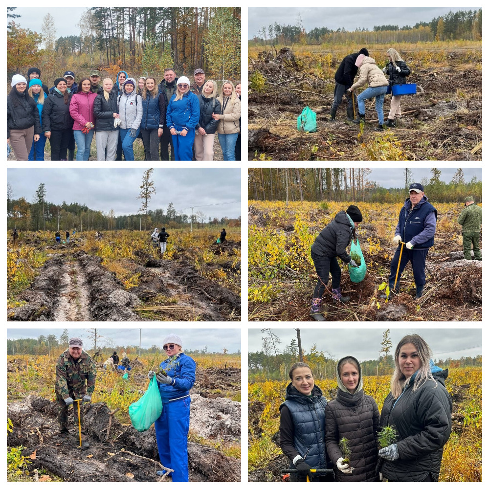 В Гомеле судебные исполнители посадили более гектара соснового леса В Гомеле судебные исполнители посадили более гектара соснового леса